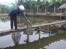 Nhiều gia đình ở khu vực Thủy sản - TP Hòa Bình nuôi cá cho thu nhập cao